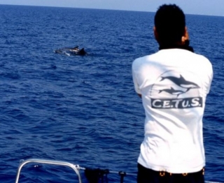  Un avistamiento desde el barco 